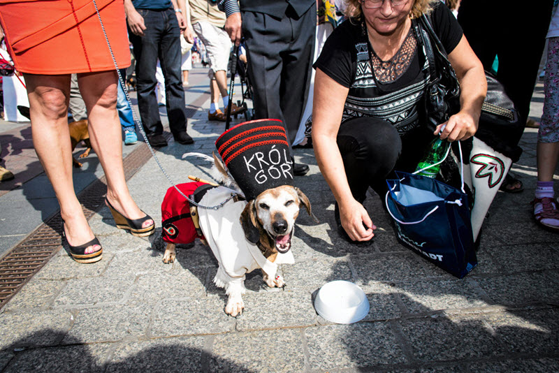 Dachshund Parade krakow