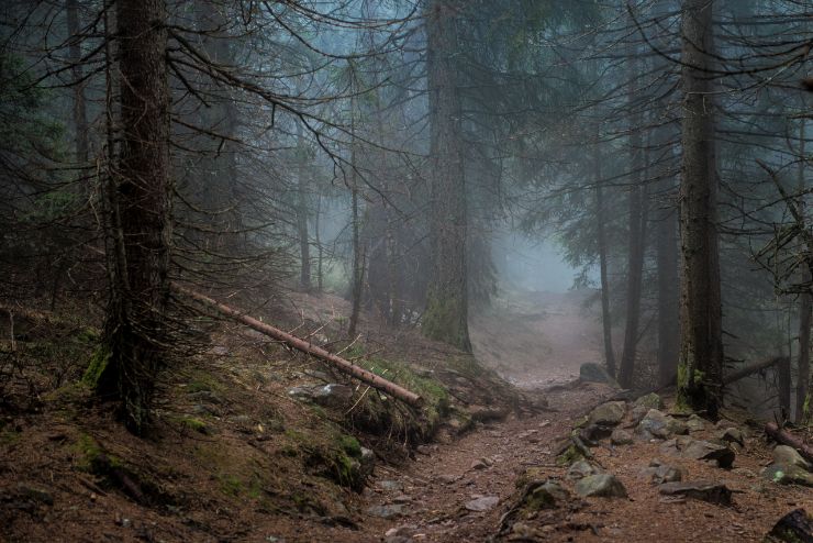 Haunted forest in Witkowice Haunted forest in Witkowice