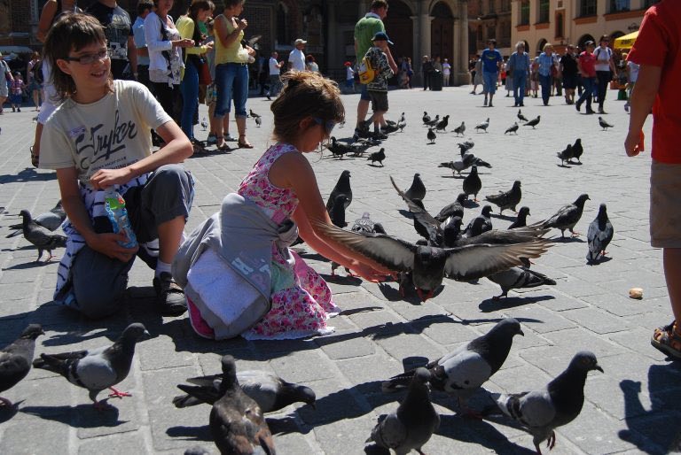 what-to-visit-in-krakow-pigeons what-to-visit-in-krakow-pigeons