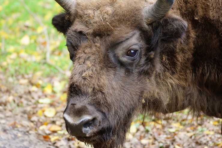 poland-beautiful-places-bison